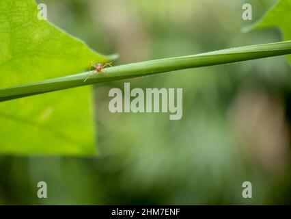 Rote Ameisen suchen Nahrung auf grünen Ästen. Arbeitsameisen gehen auf den Ästen, um das Nest im Wald zu schützen. Stockfoto