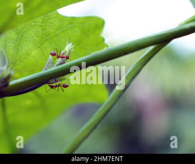 Rote Ameisen suchen Nahrung auf grünen Ästen. Arbeitsameisen gehen auf den Ästen, um das Nest im Wald zu schützen. Stockfoto