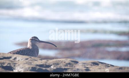 Vogeljagd im Gezeitentümpel, Seegußvögel auf der Suche nach Nahrung im Tidepool, La Jolla Beach, Tierwelt an der kalifornischen Ozeanküste, USA. Langer, schlanker, heruntergekrümmter Schnabel, seltenes Tier, Stein durch Wasser. Stockfoto