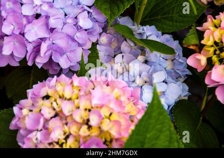 Hortensie ist auch bekannt als Lacecap, Mopheap, Französisch oder Hortensie macrophylla. Stockfoto