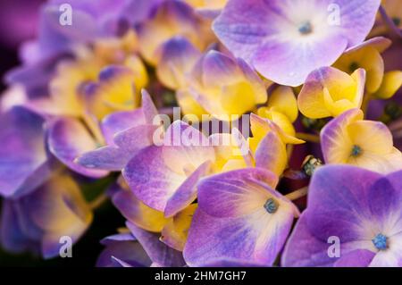 Hortensie ist auch bekannt als Lacecap, Mopheap, Französisch oder Hortensie macrophylla. Stockfoto