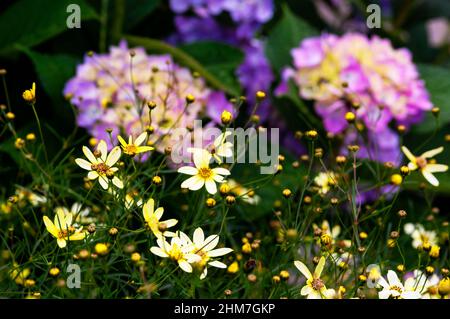 Hortensie ist auch bekannt als Lacecap, Mopheap, Französisch oder Hortensie macrophylla. Stockfoto