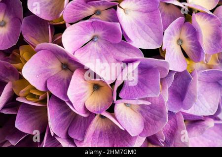 Hortensie ist auch bekannt als Lacecap, Mopheap, Französisch oder Hortensie macrophylla. Stockfoto