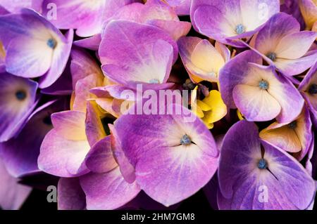 Hortensie ist auch bekannt als Lacecap, Mopheap, Französisch oder Hortensie macrophylla. Stockfoto