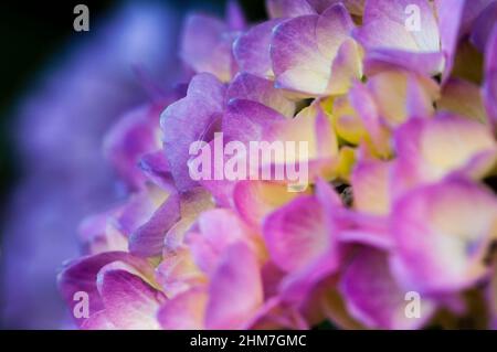 Hortensie ist auch bekannt als Lacecap, Mopheap, Französisch oder Hortensie macrophylla. Stockfoto