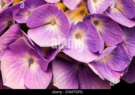Hortensie ist auch bekannt als Lacecap, Mopheap, Französisch oder Hortensie macrophylla. Stockfoto