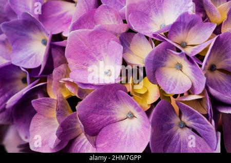 Hortensie ist auch bekannt als Lacecap, Mopheap, Französisch oder Hortensie macrophylla. Stockfoto
