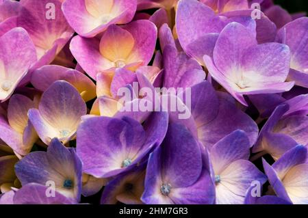 Hortensie ist auch bekannt als Lacecap, Mopheap, Französisch oder Hortensie macrophylla. Stockfoto