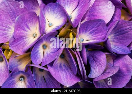 Hortensie ist auch bekannt als Lacecap, Mopheap, Französisch oder Hortensie macrophylla. Stockfoto