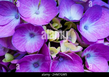 Hortensie ist auch bekannt als Lacecap, Mopheap, Französisch oder Hortensie macrophylla. Stockfoto