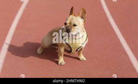 5-jähriger Red Tan männlicher Franzose, der auf dem Track Field sitzt und wegschaut. Stockfoto