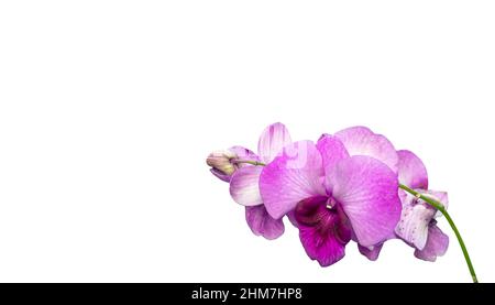 Orchidee blüht isoliert auf weißem Hintergrund Stockfoto