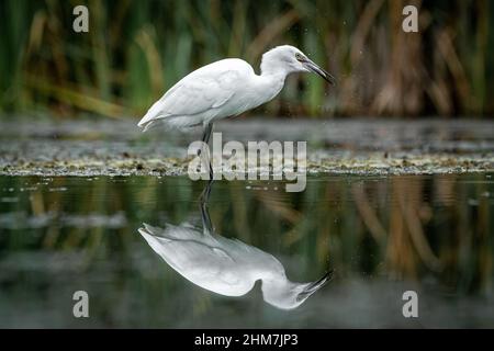 Ein Reiher, Egretta garzetta, Angeln auf einem Pool. Es hat einen Fisch gefangen und schüttelt den Kopf, Es wird im Wasser reflektiert Stockfoto