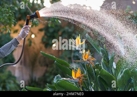 Floristin arbeitet im Gewächshaus, Bewässerung strelitzia Blume mit Schlauch in Orangerie oder Gartencenter Stockfoto
