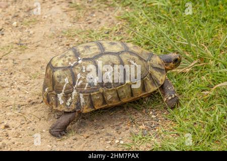 Chersina angulata (Rotbauch-Schildkröte) am Kap der Guten Hoffnung südlich von Kapstadt, Westkap von Südafrika Stockfoto