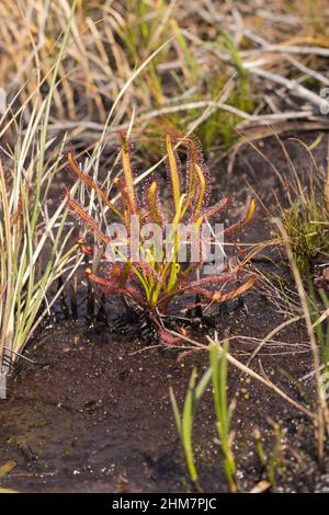 Nahaufnahme einer Gruppe von Cape Sundews (Drosera capensis) am Kap der Guten Hoffnung im westlichen Kap von Südafrika Stockfoto