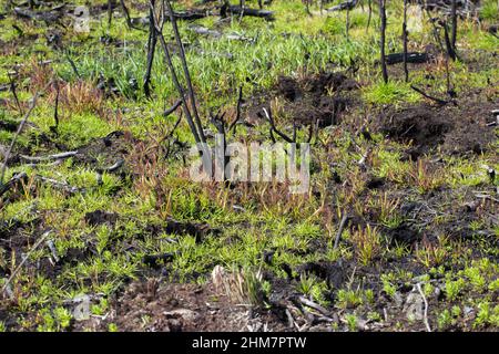 Einige Drosera capensis (Cape Sundaw) am Kap der Guten Hoffnung südlich von Kapstadt im westlichen Kap von Südafrika Stockfoto