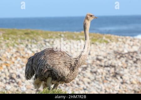 Gewöhnlicher Strauß am Kap der Guten Hoffnung im westlichen Kap von Südafrika Stockfoto