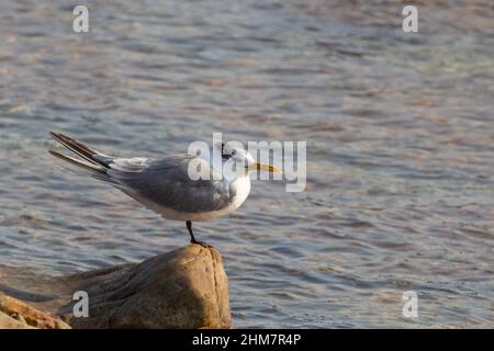 Nahestehende einer Möwe, die auf einem Felsen am Kap der Guten Hoffnung im westlichen Kap von Südafrika sitzt Stockfoto