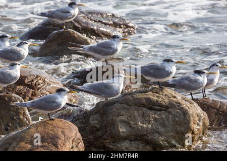 Gruppe von Möwen, die auf Felsen am Kap der Guten Hoffnung im westlichen Kap von Südafrika sitzen Stockfoto