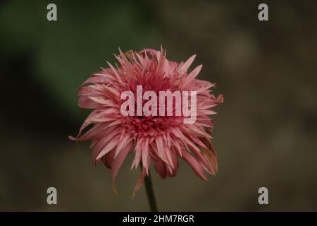 Dahlia ist eine Gattung buschiger, tuberöser, die zur Familie der dichotyledonischen Pflanzen von Compositae gehört, zu deren Gartenverwandten die Sonnenblume gehört. Stockfoto