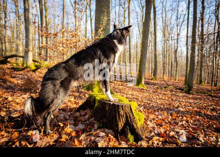 Hund im Wald auf einem Baumstamm. Border Collie Hund sitzt auf einem Log und schaut weg und hört etwas im Wald. Stockfoto