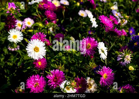 Herbst-Aster im Blumengarten, wo die Blume angebaut wird Stockfoto