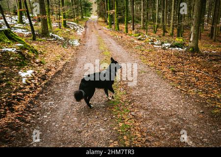 Hund im Wald zu Fuß auf einem Wanderweg. Border Collie Hund posiert im Wald. Stockfoto