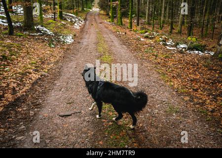 Hund im Wald zu Fuß auf einem Wanderweg. Border Collie Hund posiert im Wald. Stockfoto