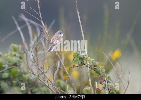 Gewöhnlicher Whitethroat (Sylvia communis), erwachsener Mann, der auf dem Stamm thront, Suffolk, England, April Stockfoto