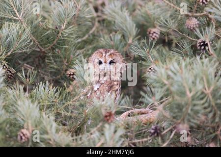 Waldkauz (Strix aluco) Erwachsener, der in Kiefern thront, Suffolk, England, April, kontrollierte Bedingungen Stockfoto