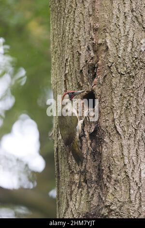 Grünspecht (Picus viridis), erwachsenes Männchen, das am Nestloch thront, Suffolk, England, Juni Stockfoto