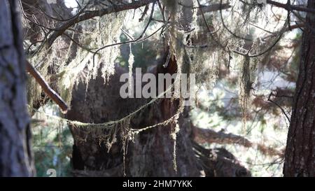 Lace Flechten Moos hängen, Bäume Zweige im Wald. Tiefes, surreales Holz, märchenhafter alter Hain oder Fantasy-Wald. Pflanzen, die mit Parasitenpilzen oder Pilzen bedeckt sind. Point Lobos, Monterey Flora, Kalifornien, USA Stockfoto