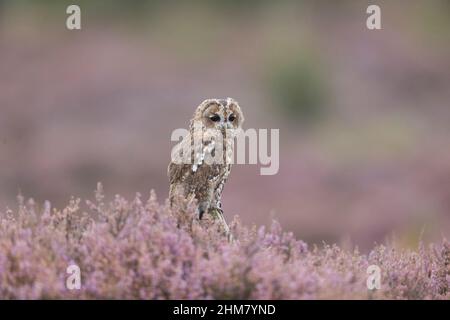 Tawny Owl (Strix aluco) Erwachsener, der in Heide, Suffolk, England, im September, unter kontrollierten Bedingungen thront Stockfoto