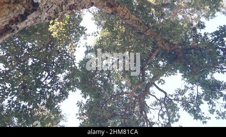 Großer Korkbaum oder großer Korkholzstamm, Äste und Baldachin Laub von unten, Blattansicht aus tiefem Winkel. Bewachsener Wald oder Wald, unter üppigem Grün von riesigen riesigen Pflanzen. Grüne Blätter im Sonnenlicht. Stockfoto