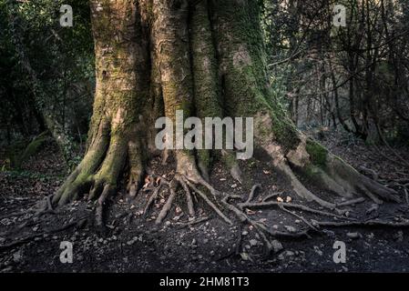 Moos wächst auf dem großen Stamm einer Buche Fagus sylvatica im historischen Kennall Vale Naturschutzgebiet in Ponsanooth in Cornwall in Großbritannien. Stockfoto