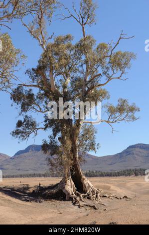 Dieses majestätische Flussrot, bekannt als „Cazneaux's Tree“, befindet sich in den Ikara Flinders Ranges in der Nähe von Wilpena Pound, Südaustralien Stockfoto