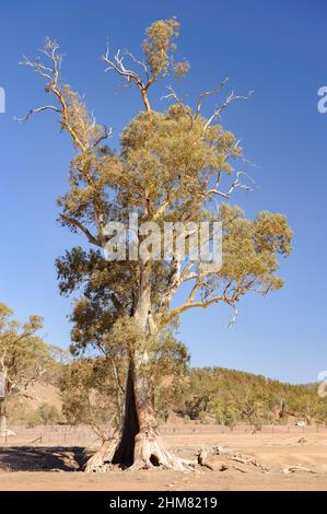 Dieses majestätische Flussrot, bekannt als „Cazneaux's Tree“, befindet sich in den Ikara Flinders Ranges in der Nähe von Wilpena Pound, Südaustralien Stockfoto