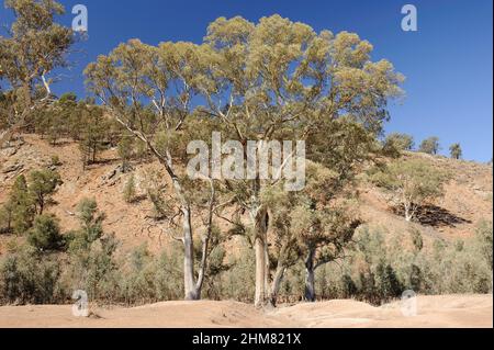 Großer Fluss Red Gums auf der Seite eines Hügels, in der Nähe von Wilpena Pound, Ikara Flinders Ranges, Südaustralien Stockfoto