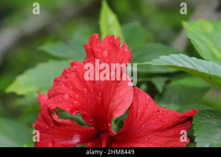 Nahaufnahme Makro Foto von Regentropfen auf einer schönen roten Hibiskusblüte Stockfoto