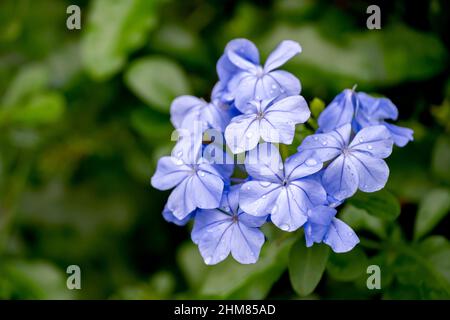 Blauer Phlox blüht in einem Blumengarten vor einem verschwommenen Hintergrund aus grünen Blättern. Stockfoto