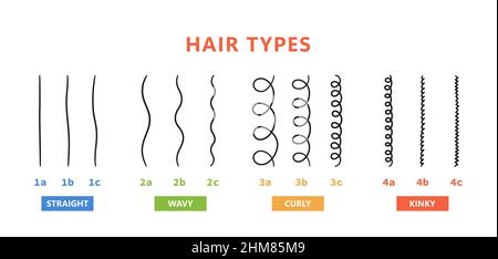 Klassifizierung der Haartypen - gerade, wellig, lockig, verworrend. Schema der verschiedenen Arten von Haaren. Lockiges Mädchen Methode. Vektorgrafik auf Weiß Stock Vektor