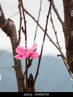 Im Frühjahr blüht im abgelegenen Bergdorf Yunomine Onsen, der ältesten Onsenstadt Japans, rosa Kirschen. Vertikales Format. Stockfoto