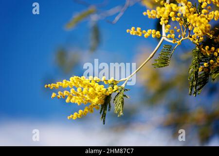 Gelbe Blüten eines Mimosenbaums auf einem Hintergrund des blauen Himmels Stockfoto