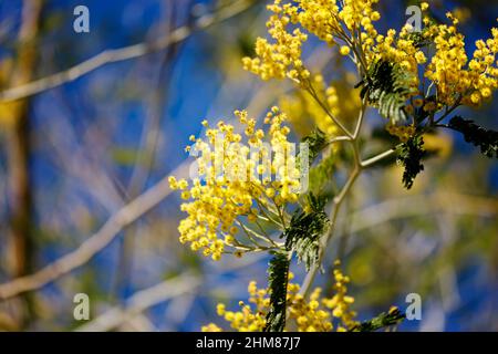 Gelbe Blüten eines Mimosenbaums auf einem Hintergrund des blauen Himmels. Stockfoto