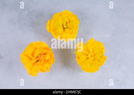 Drei Knospen Lush Yellow schöne Blumen Tulpen auf einem Betongrund. Podium für Produktwerbung Stockfoto