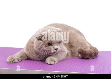 Beeindruckende graue Erwachsene Britische Kurzhaar-Katze, die sich nach vorne legt. Mit leuchtend orangefarbenen Augen direkt zur Kamera schauen. Isoliert auf weißem Hintergrund Stockfoto