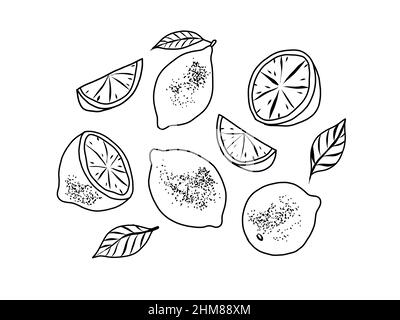 Handgezeichnetes Set aus Zitrone. Ganze und geschnittene Früchte schwarz und weiß. Vektorgrafik im Doodle-Stil Stock Vektor