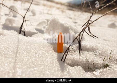 Orangefarbene Krokus, die im Frühjahr mit Schnee wachsen, Nahaufnahme Stockfoto