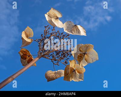 Die Skelette der Toten Hydrangerblume Februar gegen einen blauen Himmel Stockfoto